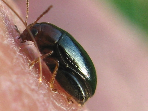 un coleotterino: Alticino; Psylliodes napi